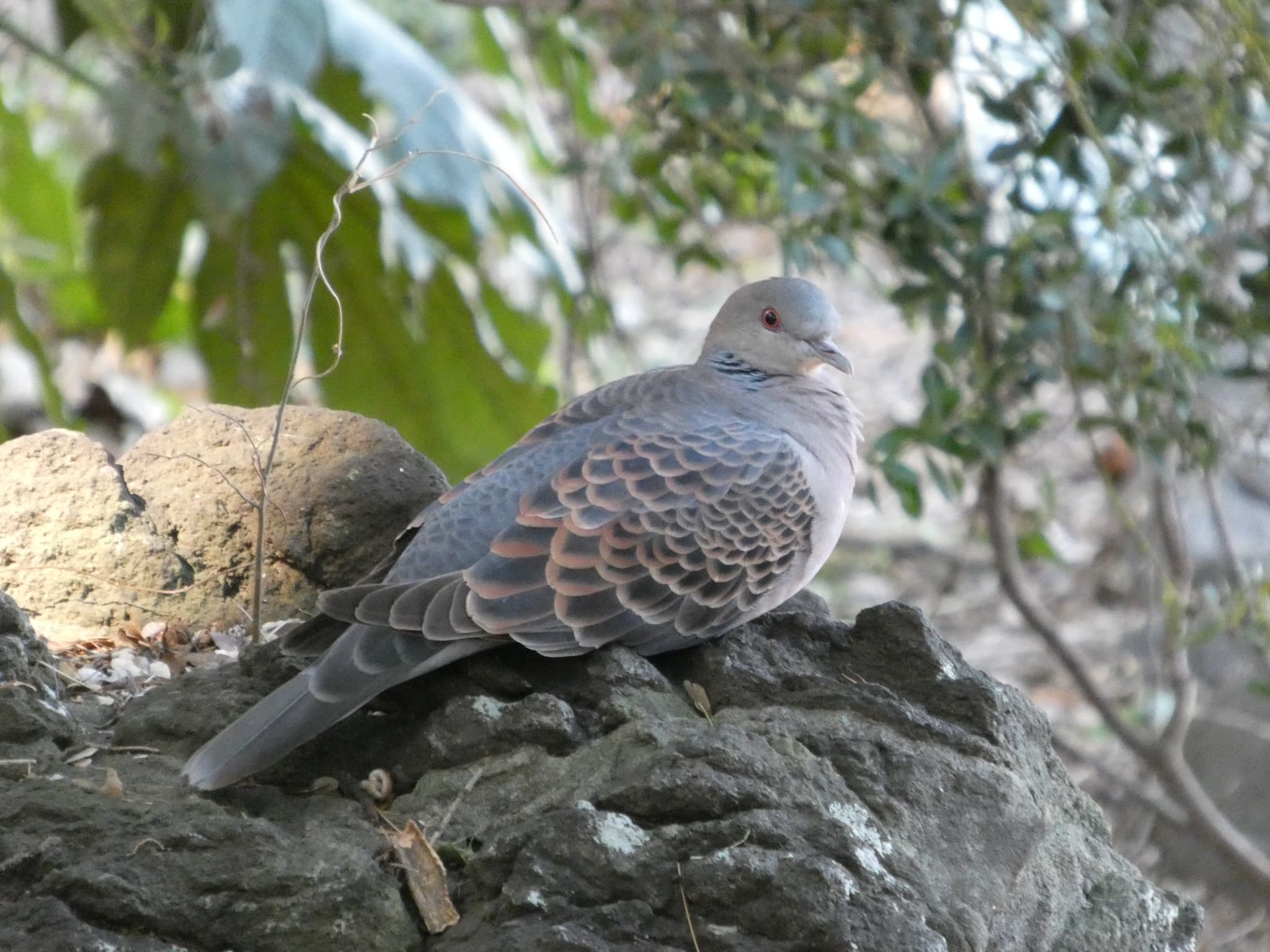 Streptopelia orientalis01